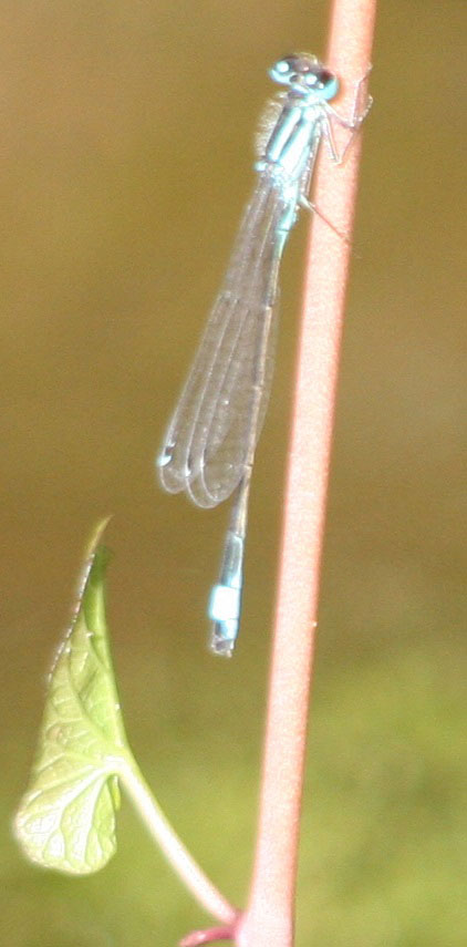 Ischnura_elegans